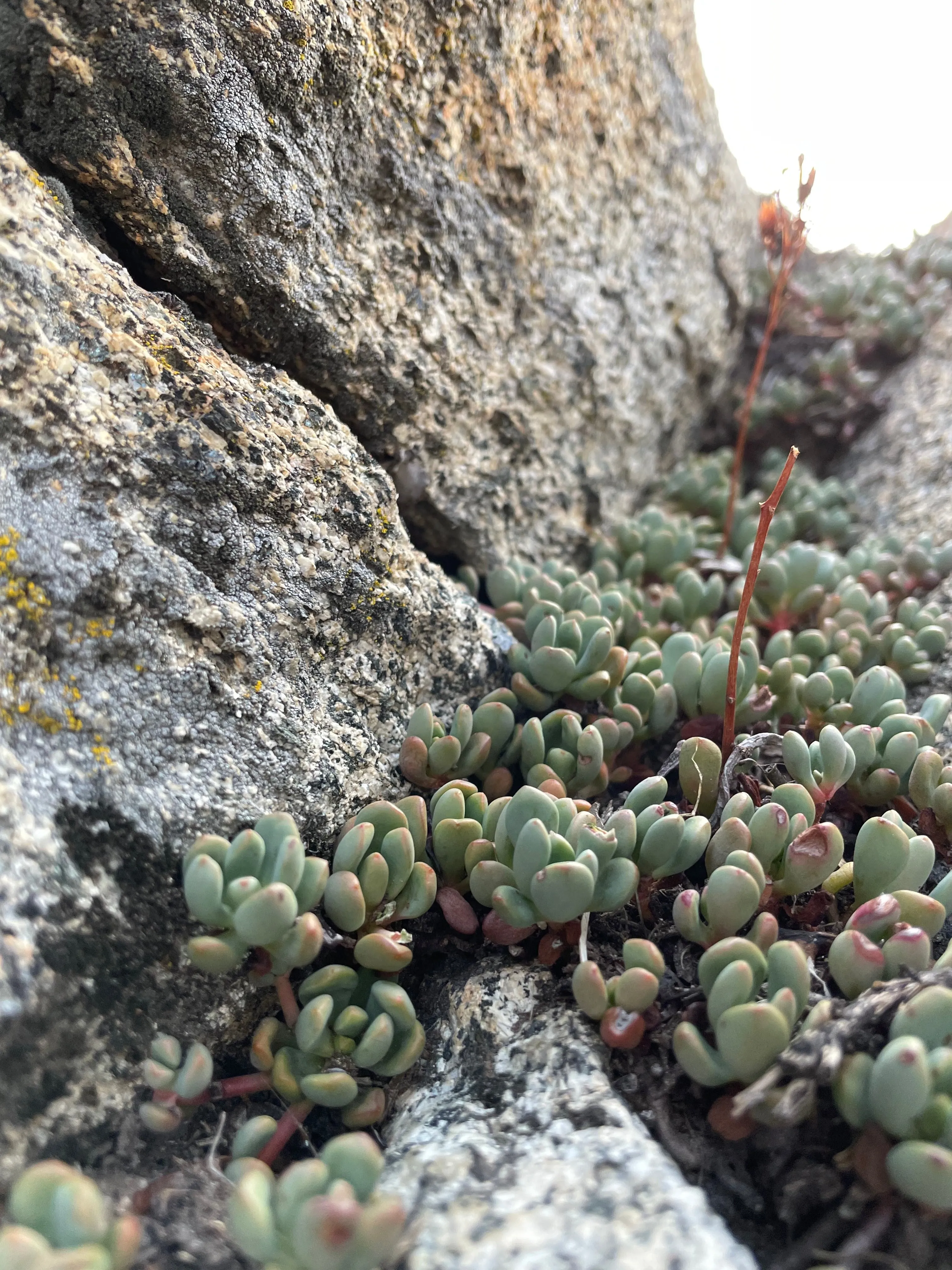 Backpacking Yosemite: Glen Aulin