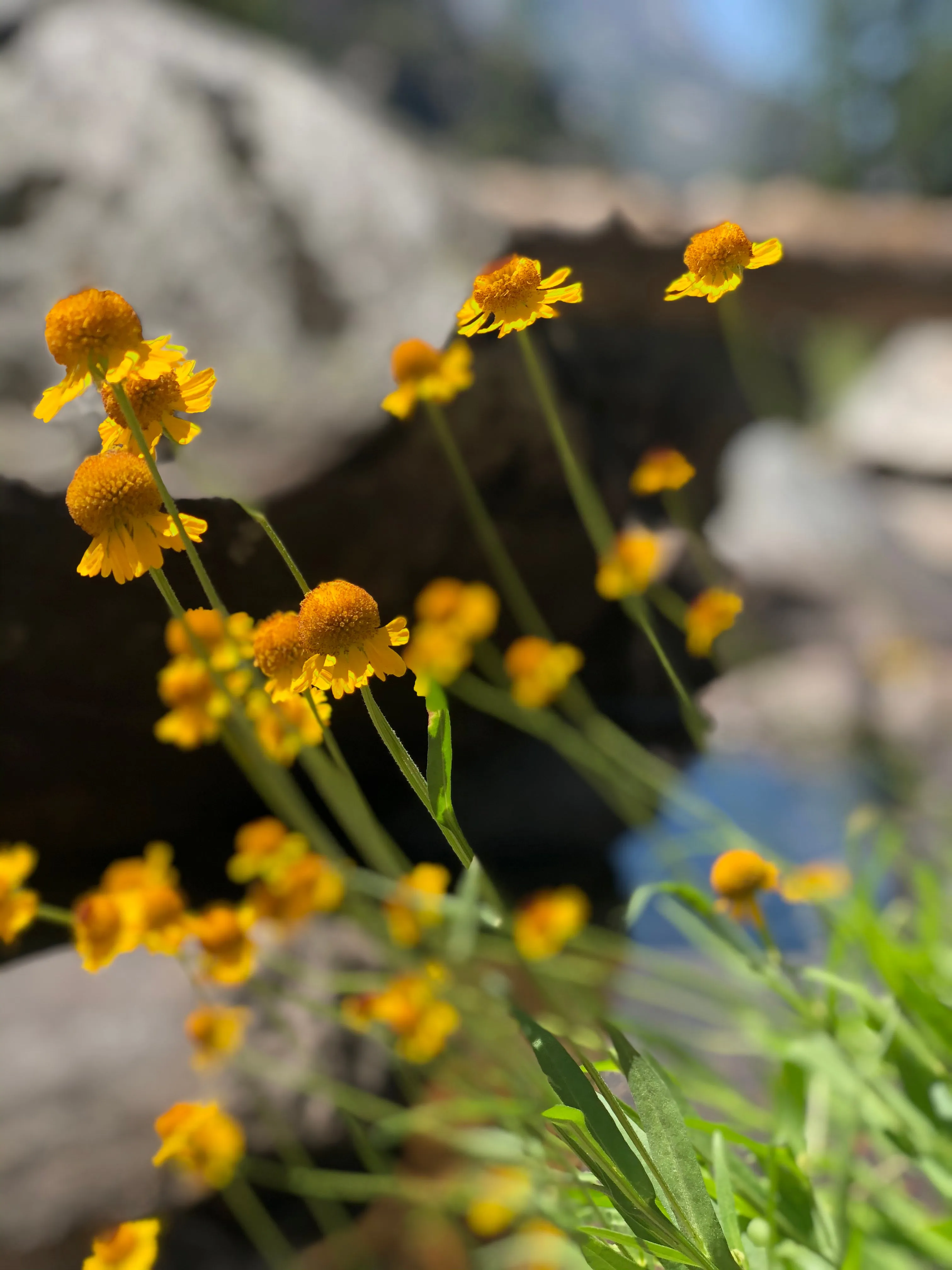 Backpacking Yosemite: Grand Canyon of the Tuolumne River