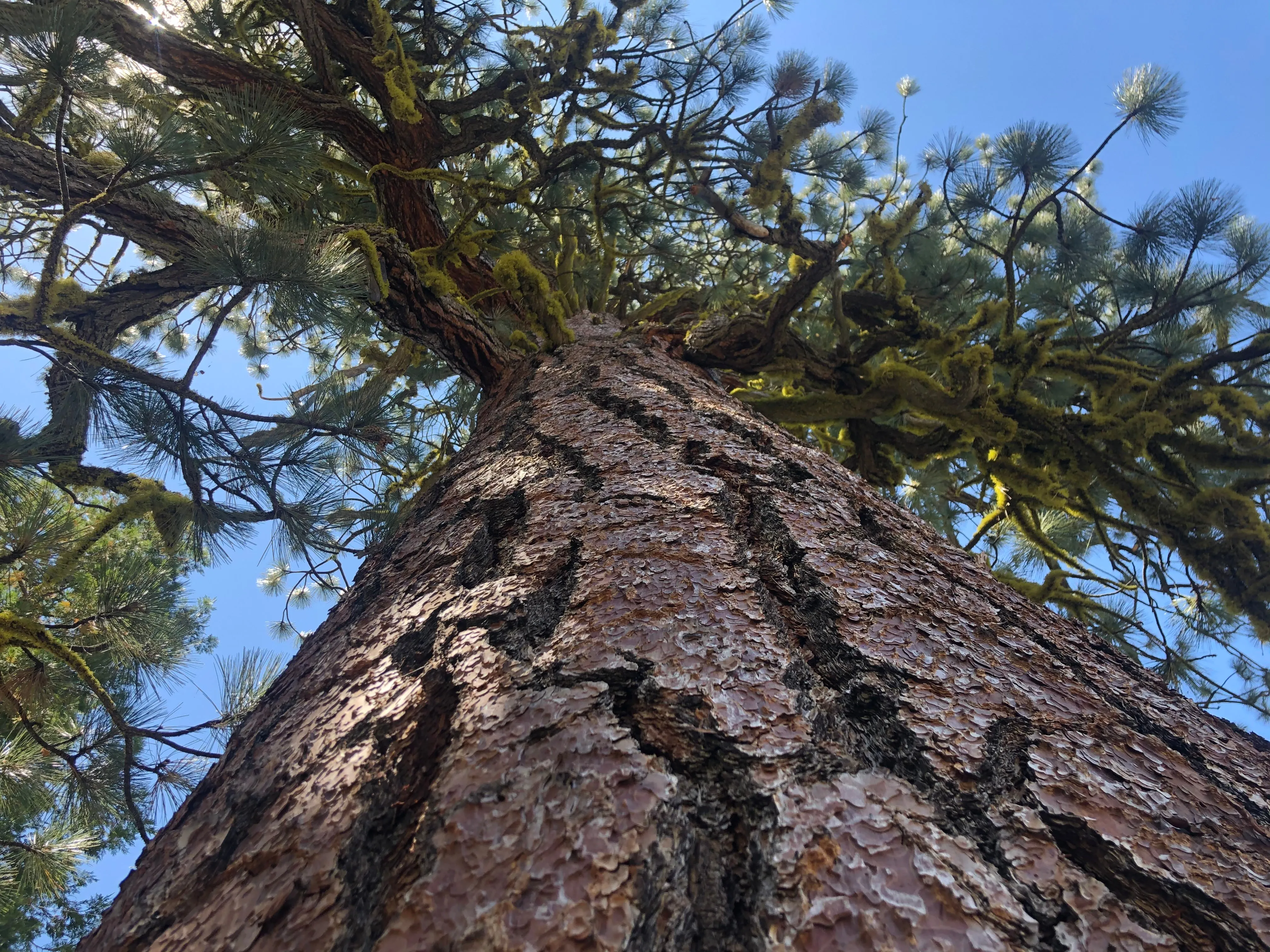 Backpacking Yosemite: Grand Canyon of the Tuolumne River