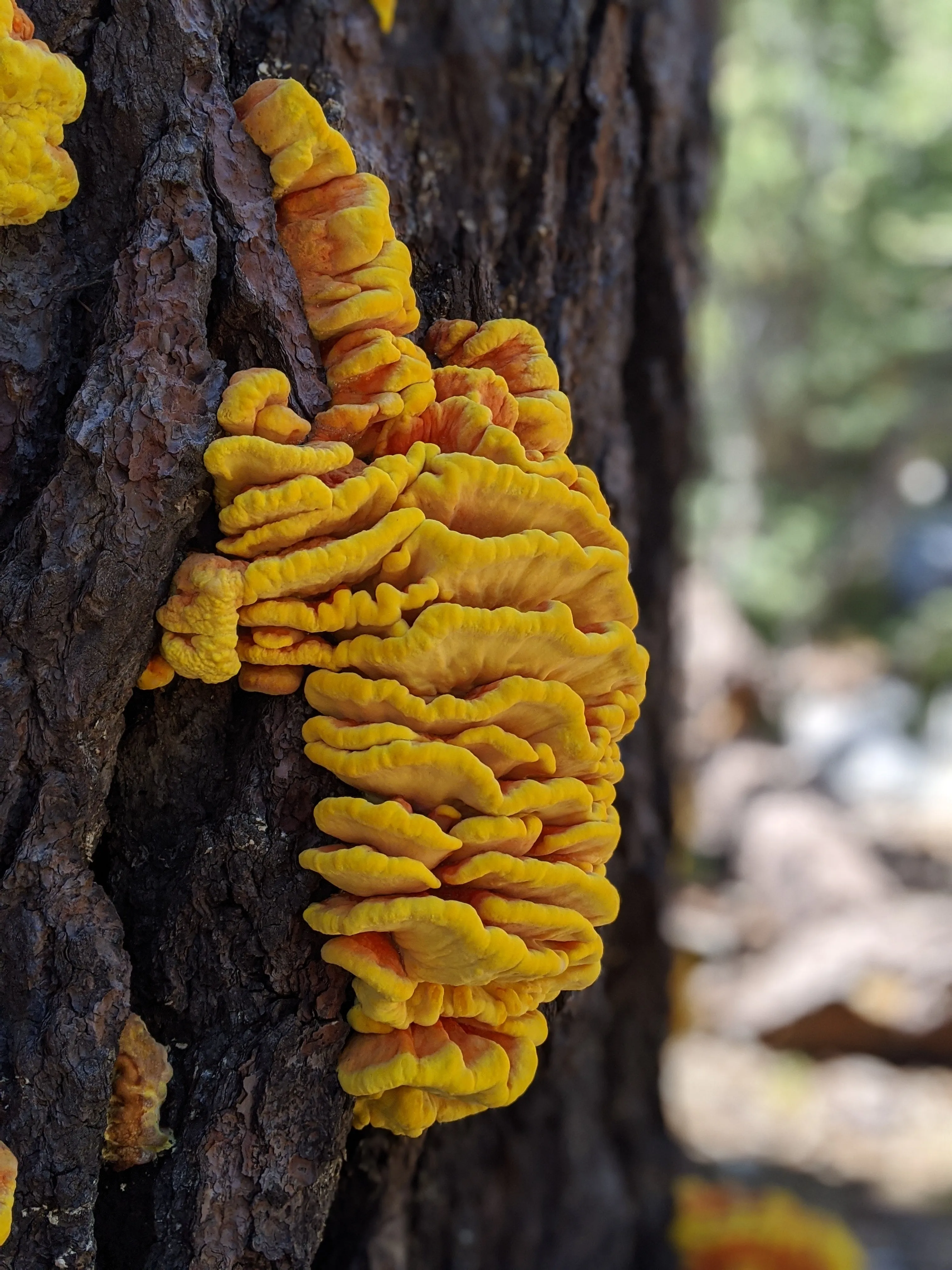 Backpacking Yosemite: Grand Canyon of the Tuolumne River