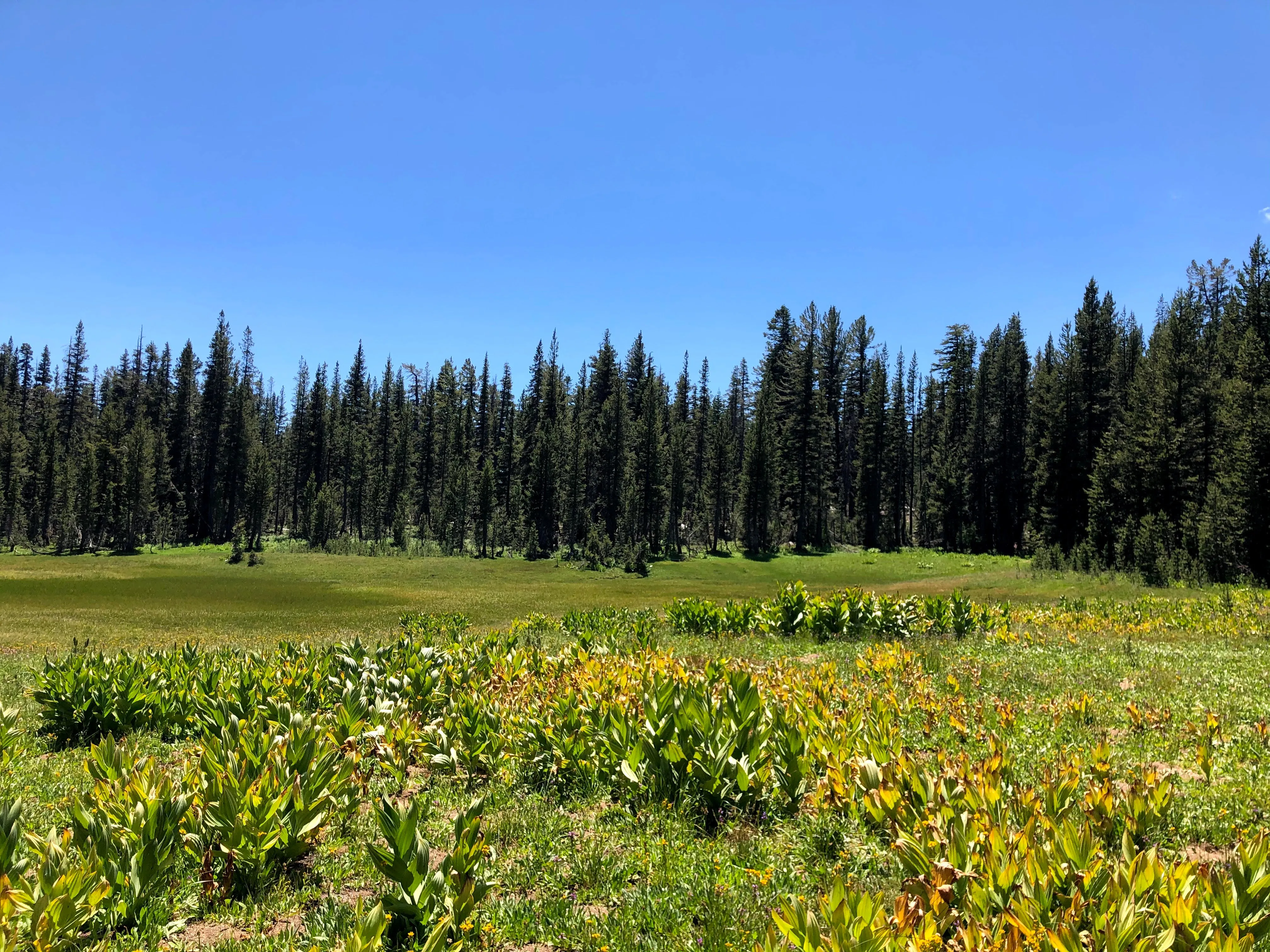 Backpacking Yosemite: Ten Lakes