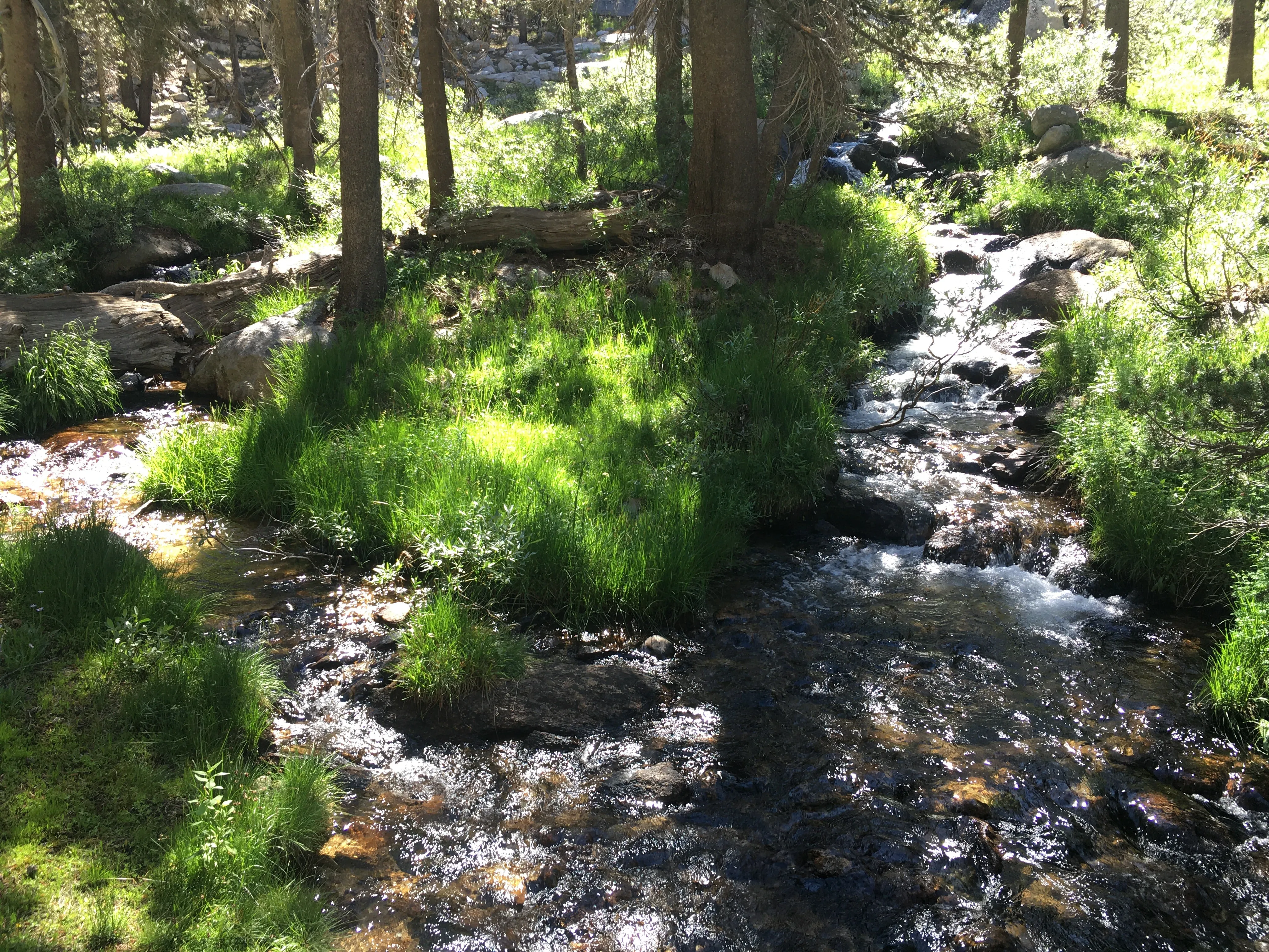 Backpacking Yosemite: Vogelsang