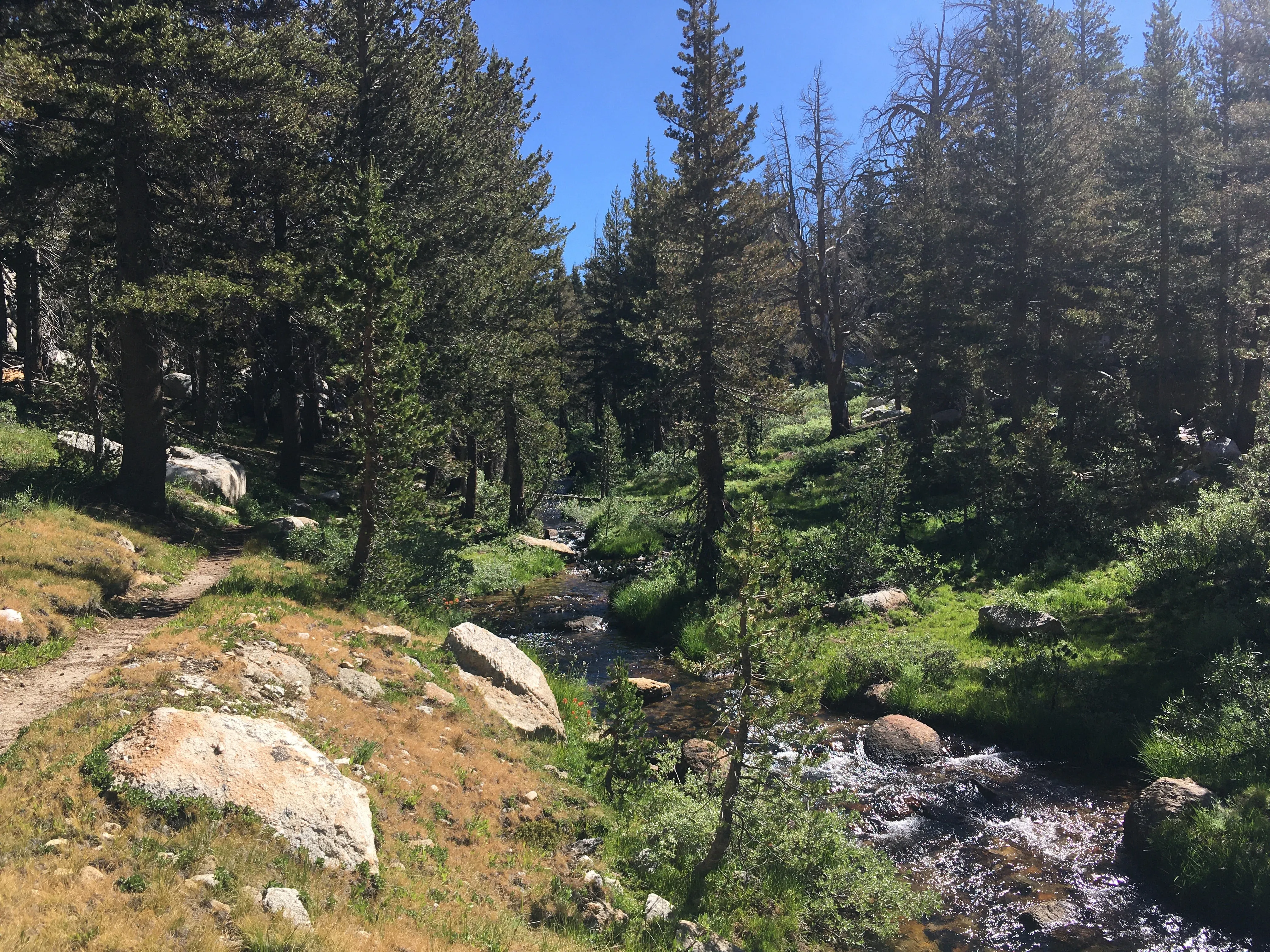 Backpacking Yosemite: Vogelsang