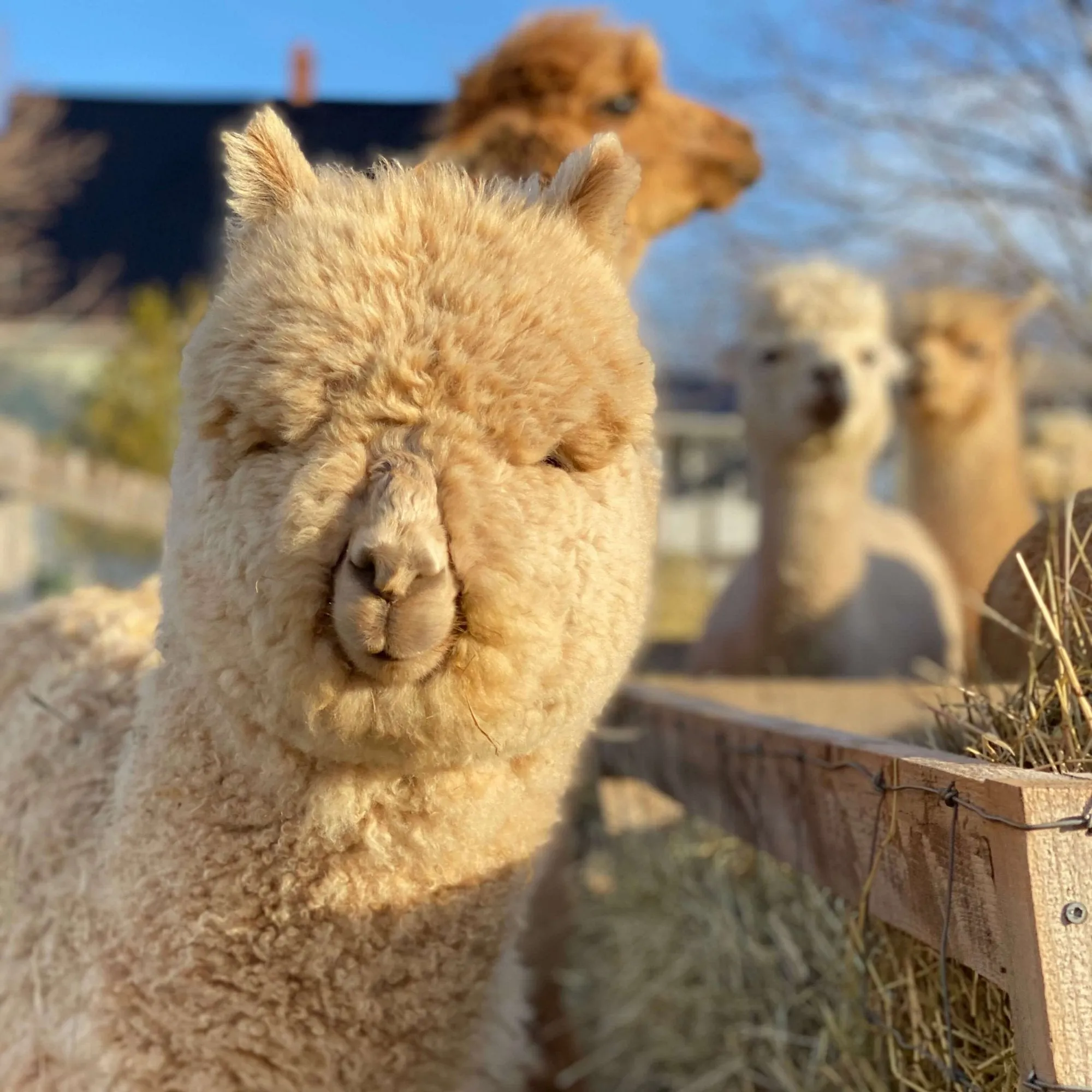 Be an Alpaca Farmer