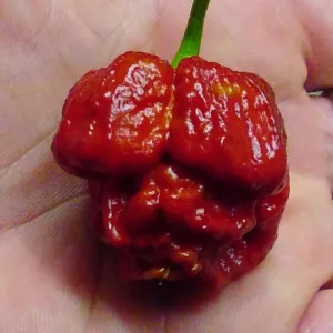 Caramel Trinidad Scorpion Moruga Seeds